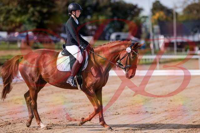 2026_10_03_Siefer-Hof_114101_Z81_83640506 | Professionelle Reitsport-, Turnier- und Eventfotografie von Robert Broda. Galerien mit ausgewählten und bearbeiteten Bildern direkt online ansehen und bestellen.
