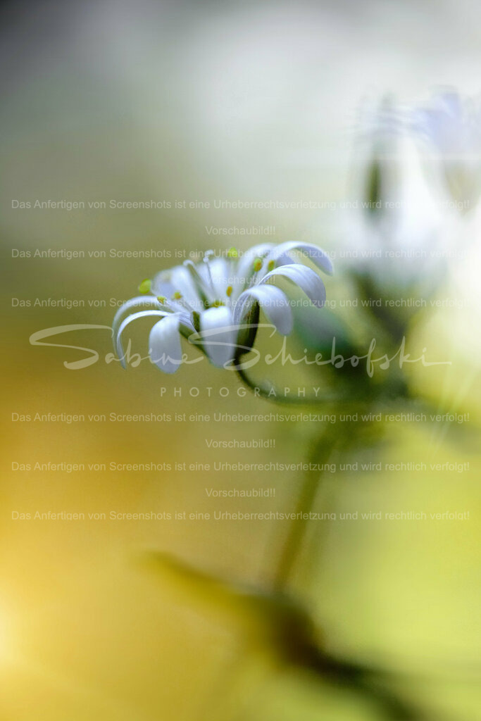 Wandbild Sternmiere | People- und Tierfotografie, Imageaufnahmen, Veranstaltungsfotografie und Wandbilder aus der Natur ★ Made in Germany ✔️ Druck + Downloads ✔️ Naturfotografie in Top Qualität ★ schneller Versand, weltweite Lieferung! - Realisiert mit Pictrs.com