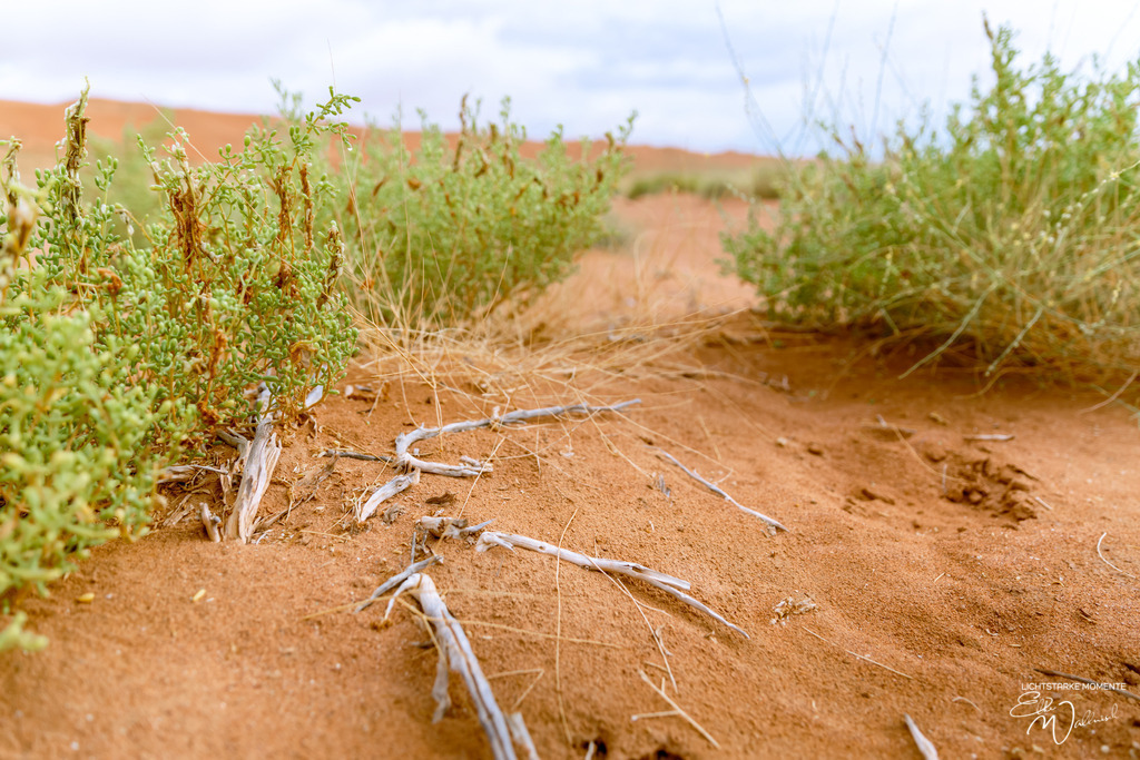 Al Salam Desert Camp, Al Qabil, Bidiyah, Oman | Herzlich willkommen auf meiner Seite! Ich bin Elke Wallnisch, Deine Fotografin für lichtstarke Momente. Der Name steht für alles, was mich mit der Fotografie verbindet: Das Licht und seine machtvolle Wirkung auf eine Situation oder unsere Stimmung - Realisiert mit Pictrs.com