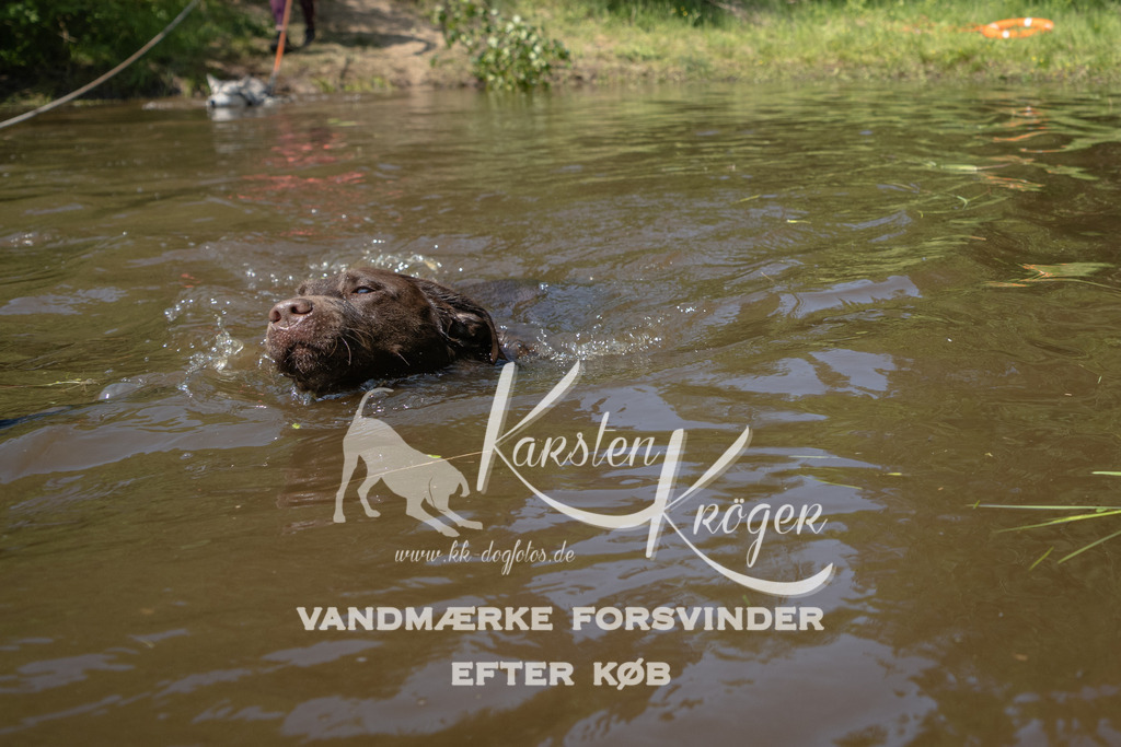 1334DKK994422 | kk-dogfotos