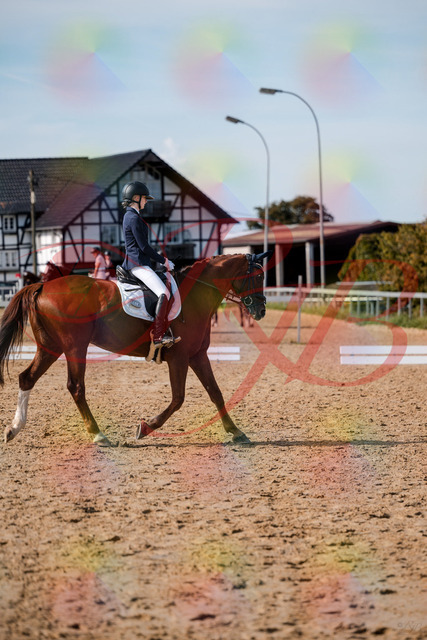 2026_10_03_Siefer-Hof_132844_Z63_89951246 | Professionelle Reitsport-, Turnier- und Eventfotografie von Robert Broda. Galerien mit ausgewählten und bearbeiteten Bildern direkt online ansehen und bestellen.