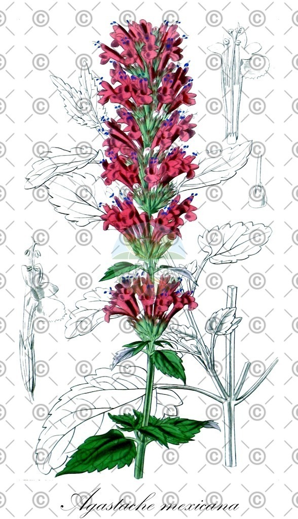 HistAbb_wfo-0000903517_1_ENZY_Simple | Historische Abbildung von Agastache mexicana - Lamiaceae | Historical Illustration of Agastache mexicana - Lamiaceae