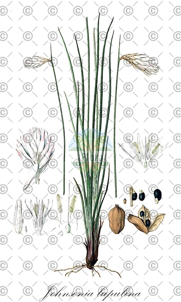 HistAbb_wfo-0000450948_2_ENZY_Simple | Historische Abbildung von Johnsonia lupulina - Asphodelaceae | Historical Illustration of Johnsonia lupulina - Asphodelaceae