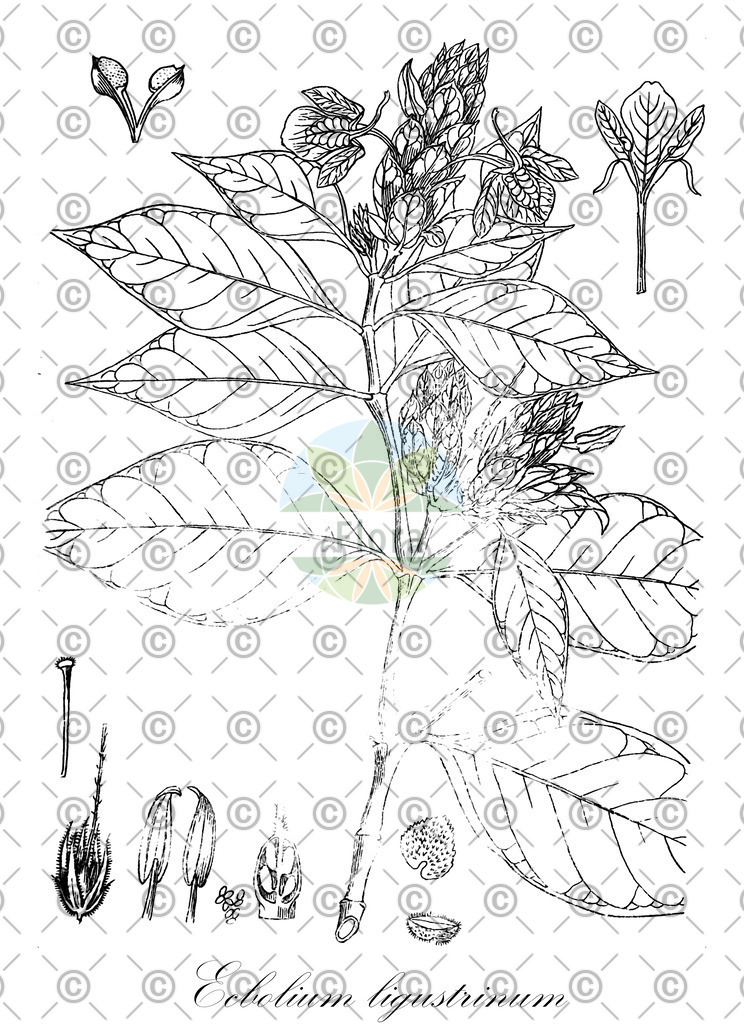 HistAbb_wfo-0001187074_1_ENZY_Simple | Historische Abbildung von Ecbolium ligustrinum - Acanthaceae | Historical Illustration of Ecbolium ligustrinum - Acanthaceae