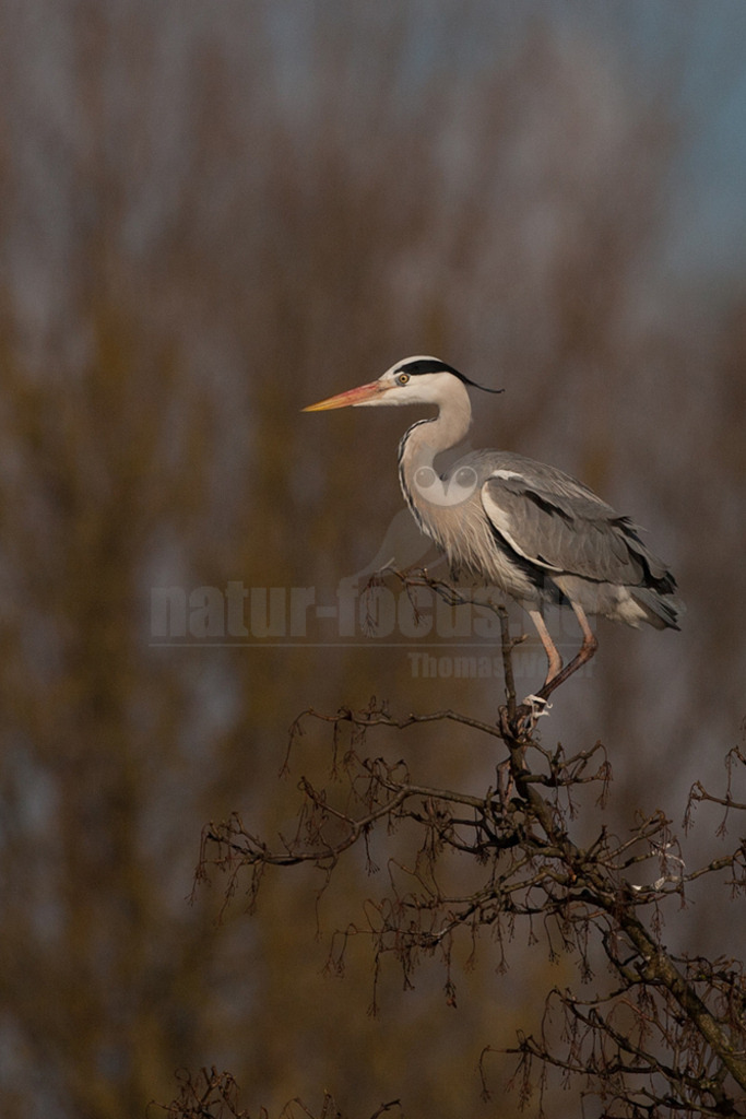 20080314_16374215805 | Der Graureiher (Ardea cinerea), auch Fischreiher genannt, ist eine Vogelart aus der Ordnung Pelecaniformes. Er ist in Eurasien und Afrika weit verbreitet und häufig. Weltweit werden vier Unterarten unterschieden. In Mitteleuropa ist er mit der Nominatform Ardea cinerea cinerea vertreten. - Realisiert mit Pictrs.com
