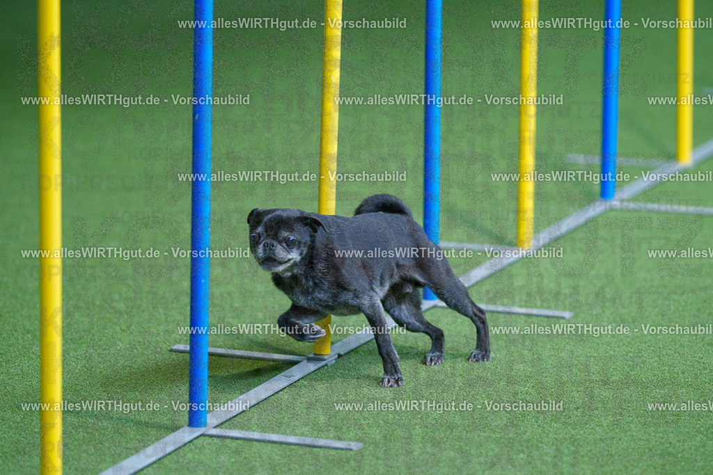 @allesWIRTHgut_Tierfotografie - www.allesWIRTHgut.de - 2604261001-7R508276 | Professionelle Tierfotografie in Mönchengladbach von Daniel Wirth (allesWIRTHgut). Liebevolle & natürliche Bilder von Hunden & Katzen für unvergessliche Erinnerungen.