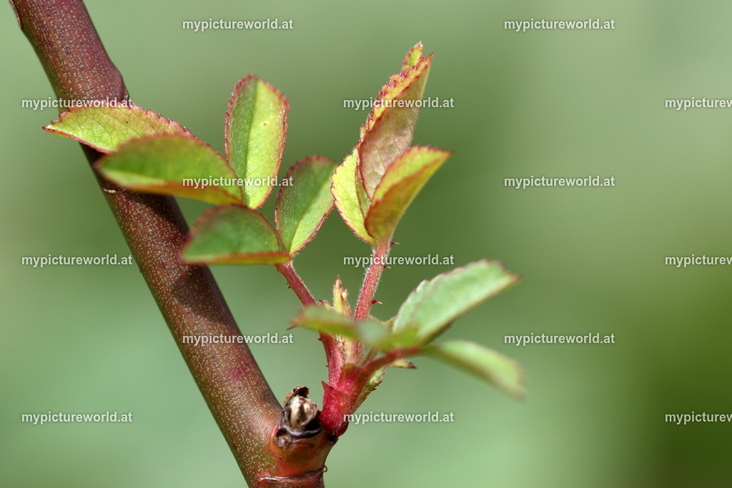 Hundsrose-011 | Das Bilderarchiv über Tiere, Planzen und Landschaften. In der Bilddatenbank finden Sie ein große Auswahl an hochwertigen Bilder für Ihre Werbung - Realisiert mit Pictrs.com