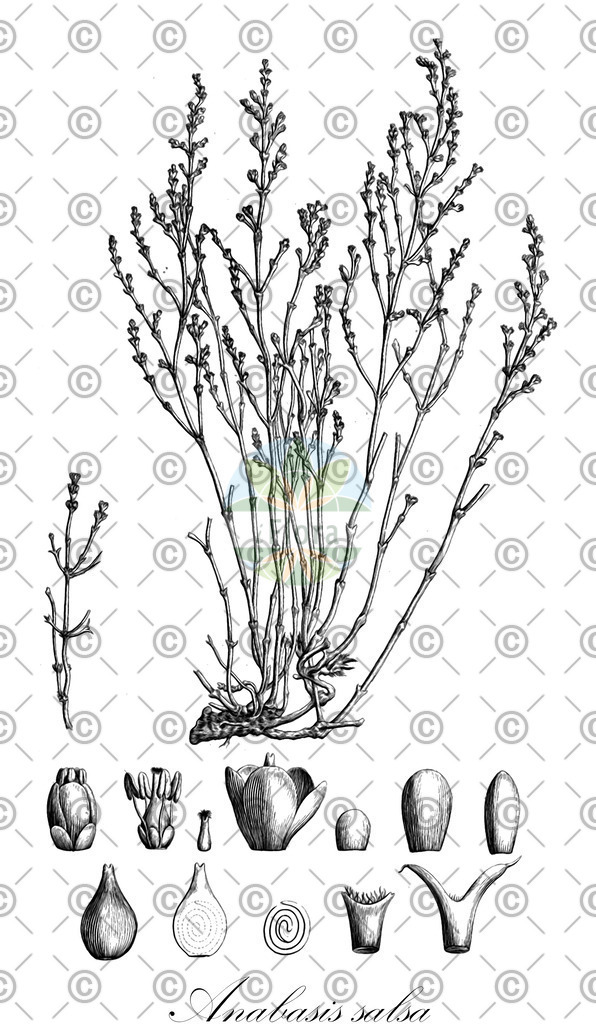 HistAbb_wfo-0000532825_1_ENZY_Simple | Historische Abbildung von Anabasis salsa - Amaranthaceae | Historical Illustration of Anabasis salsa - Amaranthaceae