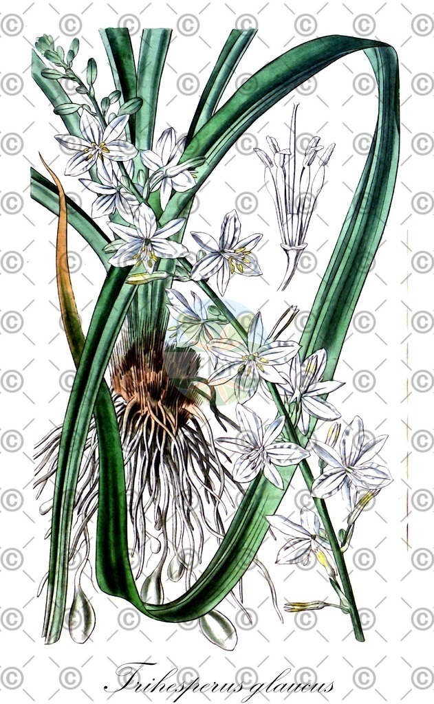 HistAbb_wfo-0000413220_2_ENZY_Simple | Historische Abbildung von Trihesperus glaucus - Asparagaceae | Historical Illustration of Trihesperus glaucus - Asparagaceae