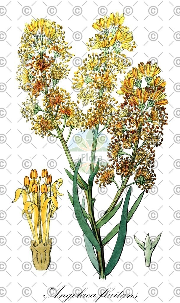 HistAbb_wfo-0000536542_371_ENZY_Simple | Historische Abbildung von Angolaea fluitans - Podostemaceae | Historical Illustration of Angolaea fluitans - Podostemaceae