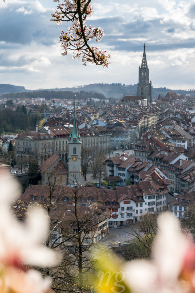 cherry blossom branch in front of the oldtown of Bern | Die ideale Geschenkidee für Naturliebhaber. Naturbilder von Marcel Gross Photography für ihr Zuhause in den verschiedensten Formaten und Materialien. - Realisiert mit Pictrs.com