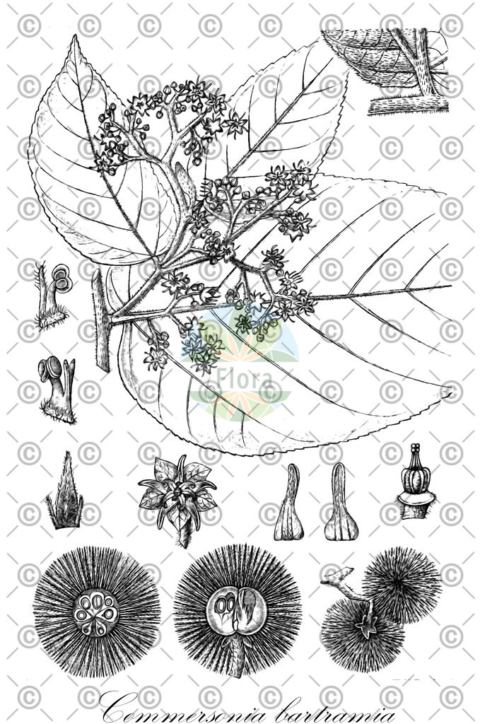HistAbb_wfo-0000617045_2_ENZY_Simple | Historische Abbildung von Commersonia bartramia - Malvaceae | Historical Illustration of Commersonia bartramia - Malvaceae