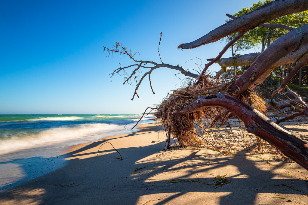 Umgestürzter Baum am Weststrand auf dem Fischland-Darß | Umgestürzter Baum am Weststrand auf dem Fischland-Darß.