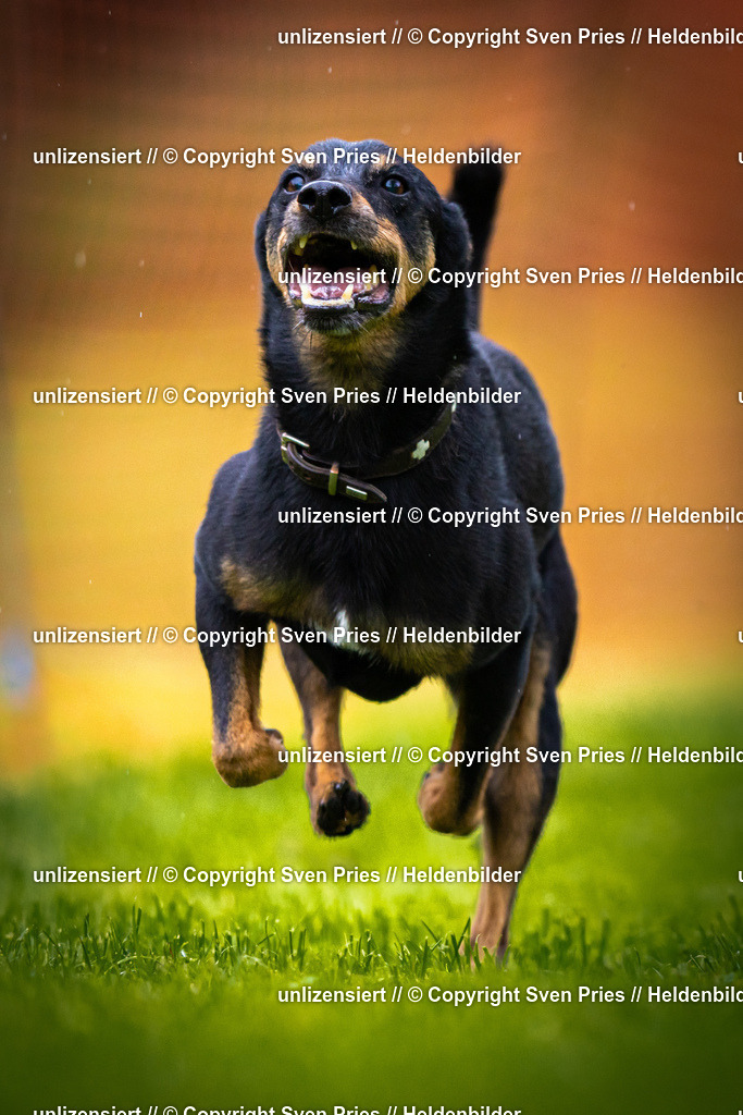 Sven Pries | 2025-09-21 - Hunderennen Baden-Oos - Realisiert mit Pictrs.com