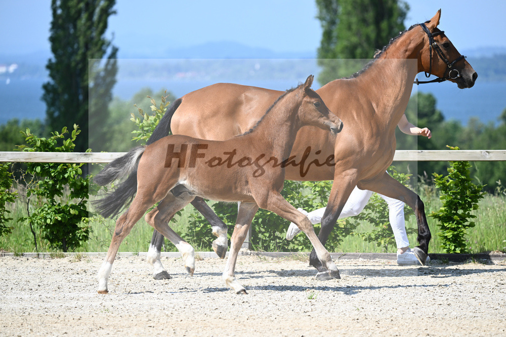 Kat-Nr. 5 HF Esmeraldo_Haarmann_15230067 | hf-fotografie - Realizzato con Pictrs.com