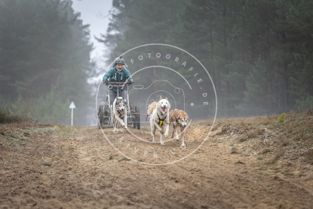 Pfotenfotografie_DV3A0697 | Hundefotografie, Tierfotograf, Pfotenfotografie, Fotoshooting Hund, Hunde Portrait, Hundesport, Hundeportraits, Heideshooting, Hunde, Sportfotograf, Hundefotograf, Turnierhundsport, THS,  - Realisiert mit Pictrs.com