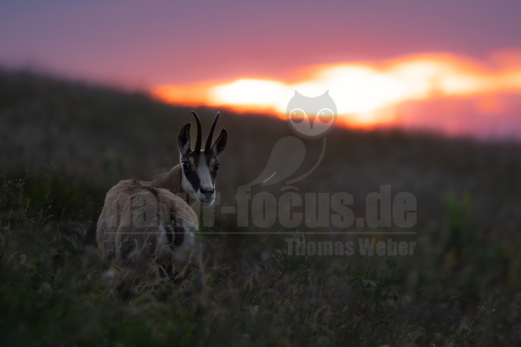 R6NF1074_20250705 | Eine Gämse (Rupicapra rupicapra) steht in hohem Gras und blickt über ihre Schulter direkt in die Kamera. Im Hintergrund ist ein dramatischer Sonnenuntergang mit leuchtenden Orange-, Rosa- und Lilatönen zu sehen, der den Himmel färbt. Die Gämse scheint den Betrachter aufmerksam zu beobachten. - Realisiert mit Pictrs.com