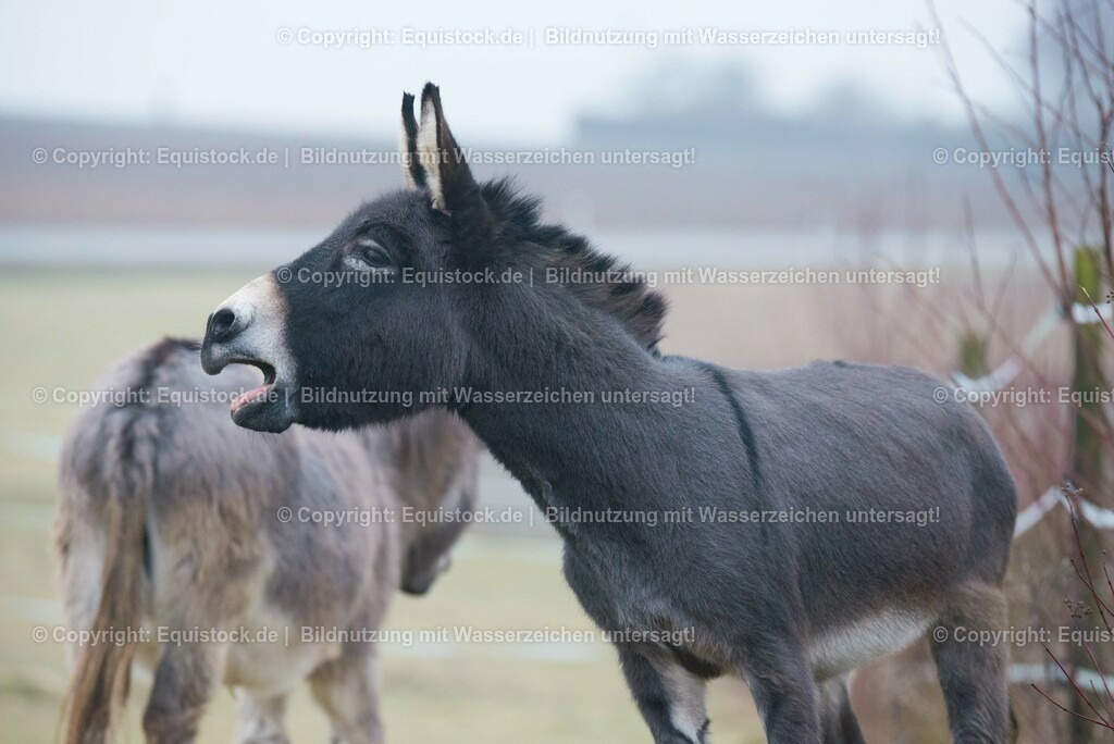20150217_Esel_0017 | equistock