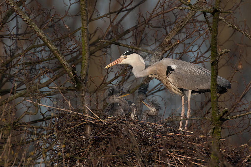 20080314_17201816145 | Der Graureiher (Ardea cinerea), auch Fischreiher genannt, ist eine Vogelart aus der Ordnung Pelecaniformes. Er ist in Eurasien und Afrika weit verbreitet und häufig. Weltweit werden vier Unterarten unterschieden. In Mitteleuropa ist er mit der Nominatform Ardea cinerea cinerea vertreten. - Realisiert mit Pictrs.com