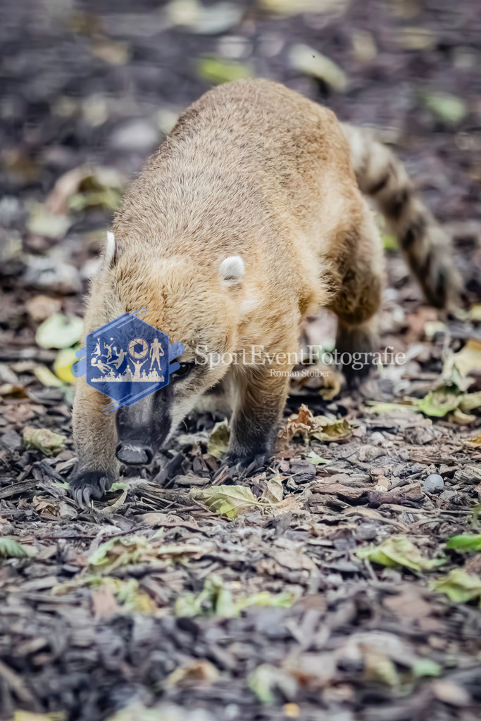 IMG_3891 | SportEventFotografie - Roman Stoiber