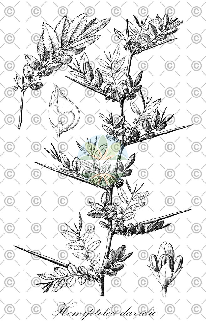HistAbb_wfo-0000719643_1_ENZY_Simple | Historische Abbildung von Hemiptelea davidii - Ulmaceae | Historical Illustration of Hemiptelea davidii - Ulmaceae