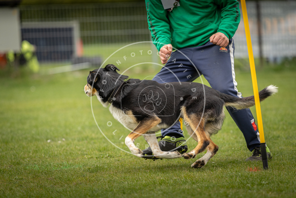Pfotenfotografie_DV3A2169 | Hundefotografie, Tierfotograf, Pfotenfotografie, Fotoshooting Hund, Hunde Portrait, Hundesport, Hundeportraits, Heideshooting, Hunde, Sportfotograf, Hundefotograf, Turnierhundsport, THS,  - Realisiert mit Pictrs.com