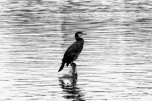 Vogel im Main | Gesehen bei Okriftel