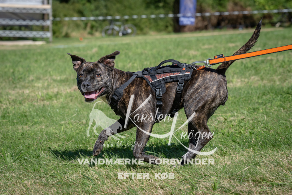1025_ZZ98548 | kk-dogfotos