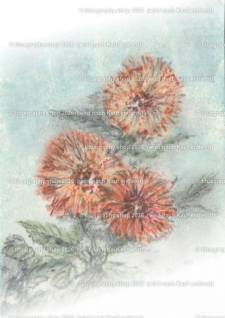 Asterngruß Variation 27 | Zeichnung von Vera Zschecked exclusiv auf titusgraphy.eu - Realisiert mit Pictrs.com