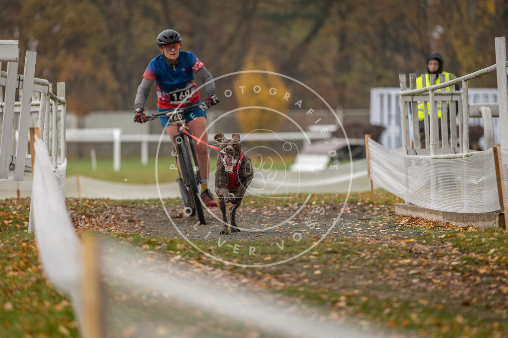 CaniXpix_DV3A8486 | Hundefotografie, Tierfotograf, Pfotenfotografie, Fotoshooting Hund, Hunde Portrait, Hundesport, Hundeportraits, Heideshooting, Hunde, Sportfotograf, Hundefotograf, Turnierhundsport, THS,  - Realisiert mit Pictrs.com