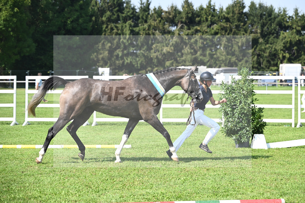 Kat-Nr. 14 nn v. Manchester vant Paradijs_Schreder_34240421 | hf-fotografie - Realisiert mit Pictrs.com