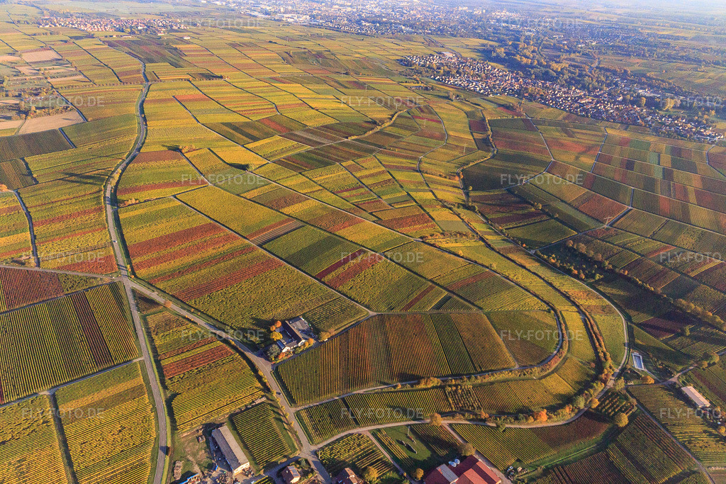 Luftbild: Herbstlicht bunte Reben der Weinberge bis Godramstein in Frankweiler im Bundesland Rheinland-Pfalz in Deutschland. Foto: IMG_095691.jpg vom 30.10.2016 durch Werner Riehm/FLY-FOTO.de