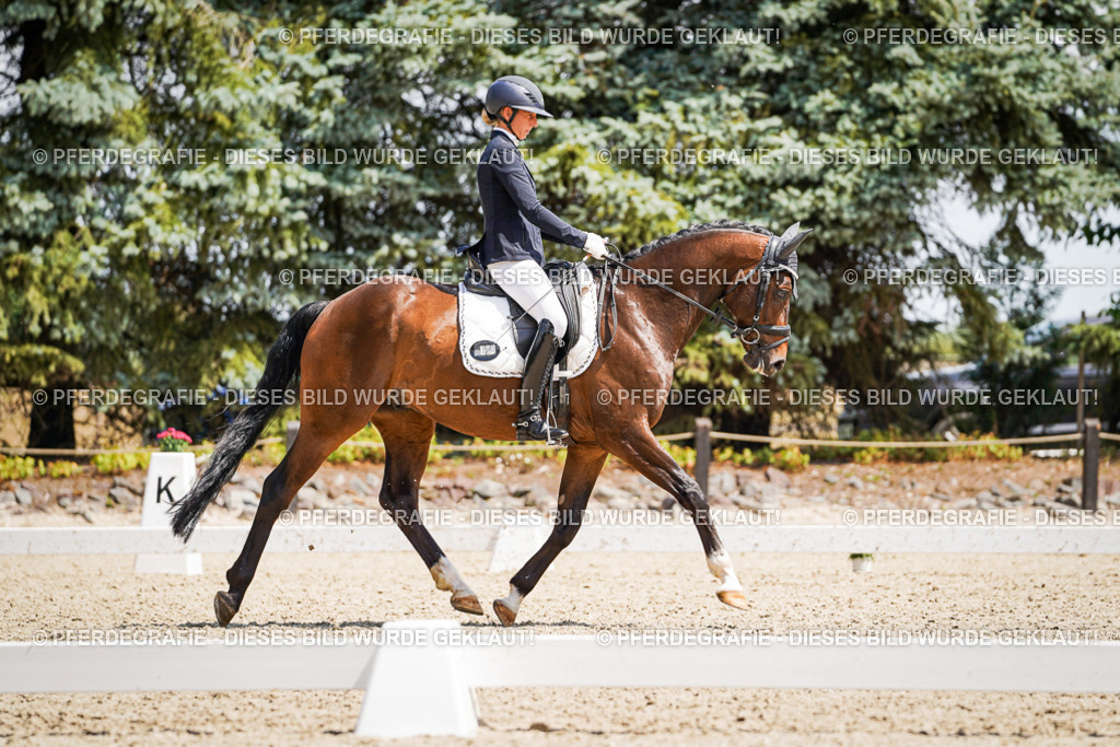 DSC01486 | Pferdegrafie