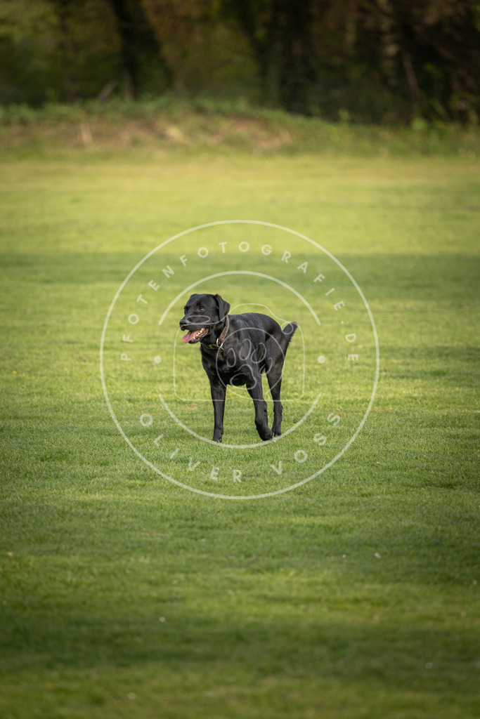 Pfotenfotografie_DV3A4765 | Hundefotografie, Tierfotograf, Pfotenfotografie, Fotoshooting Hund, Hunde Portrait, Hundesport, Hundeportraits, Heideshooting, Hunde, Sportfotograf, Hundefotograf, Turnierhundsport, THS,  - Realisiert mit Pictrs.com