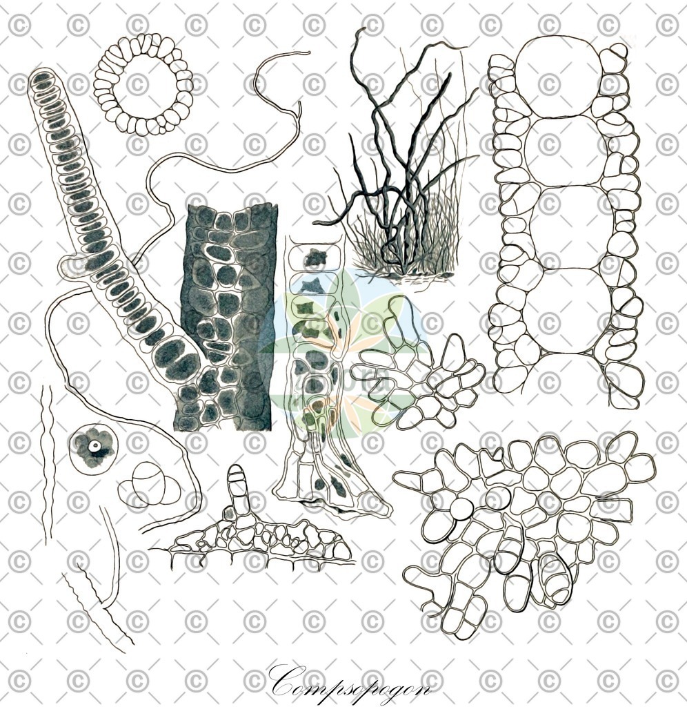 HistAbb_3SX6_1_ENZY_Simple | Historische Abbildung von Compsopogon - Compsopogonaceae (0) | Historical Illustration of Compsopogon - Compsopogonaceae (0)