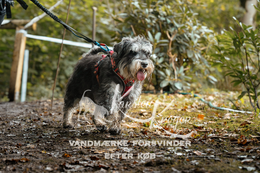 1435DZ6_3043Z6 | kk-dogfotos