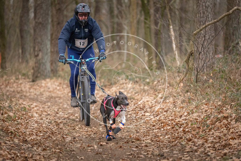 Pfotenfotografie_DV3A6402 | Hundefotografie, Tierfotograf, Pfotenfotografie, Fotoshooting Hund, Hunde Portrait, Hundesport, Hundeportraits, Heideshooting, Hunde, Sportfotograf, Hundefotograf, Turnierhundsport, THS,  - Realisiert mit Pictrs.com