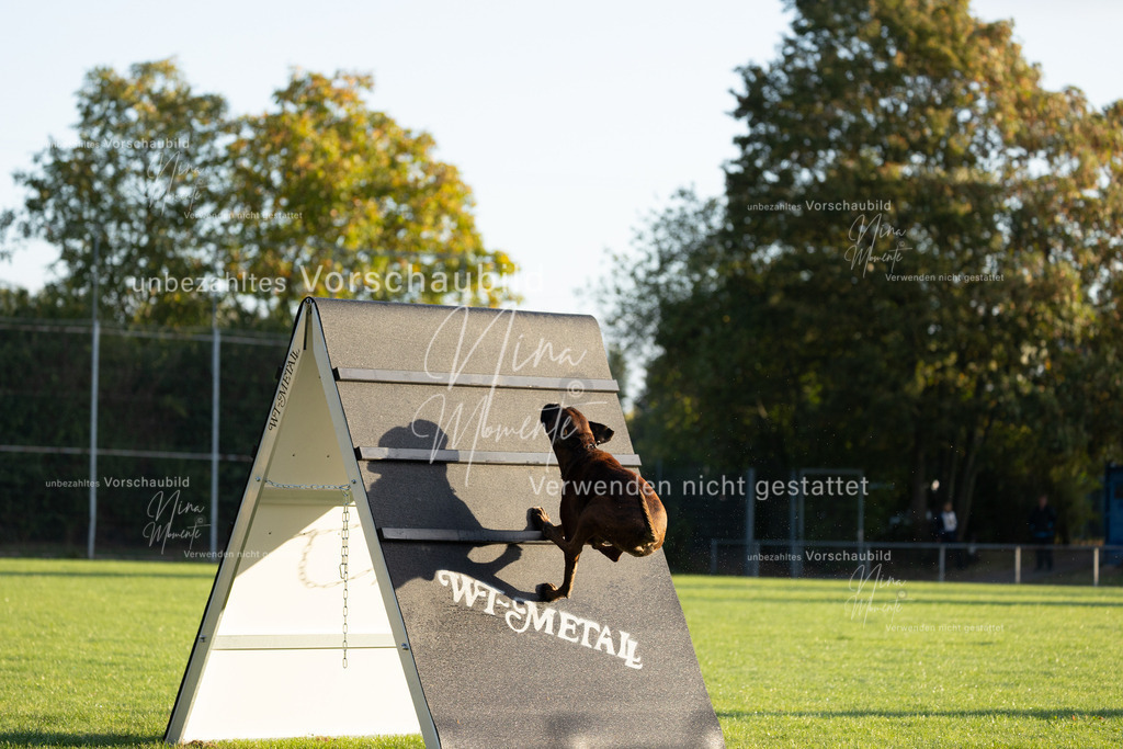 _16A6026 | Einzigartige Fotos von Hunden & Menschen –Actionfotos, Portraits, Vereinsaufnahmen & Paarshootings – authentisch, lebendig & mit Herz.