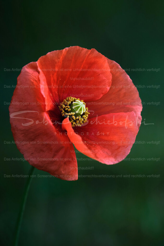 Mohnblüte im Detail | People- und Tierfotografie, Imageaufnahmen, Veranstaltungsfotografie und Wandbilder aus der Natur ★ Made in Germany ✔️ Druck + Downloads ✔️ Naturfotografie in Top Qualität ★ schneller Versand, weltweite Lieferung! - Realisiert mit Pictrs.com