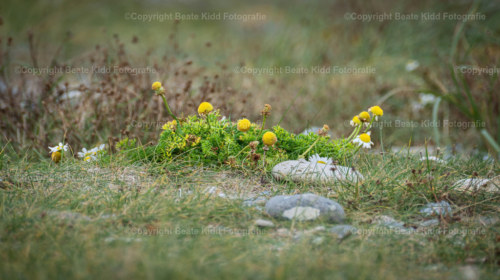 P1210824 | beatekidd-fotografie - Realisiert mit Pictrs.com