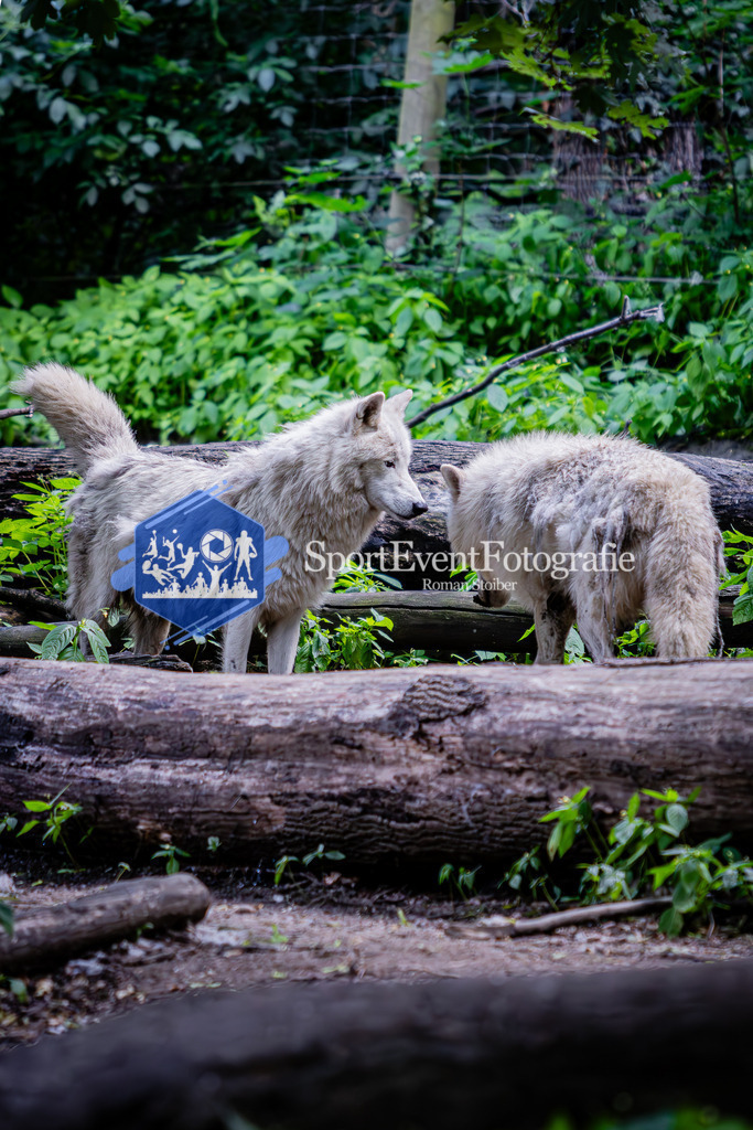 IMG_6619 | SportEventFotografie - Roman Stoiber