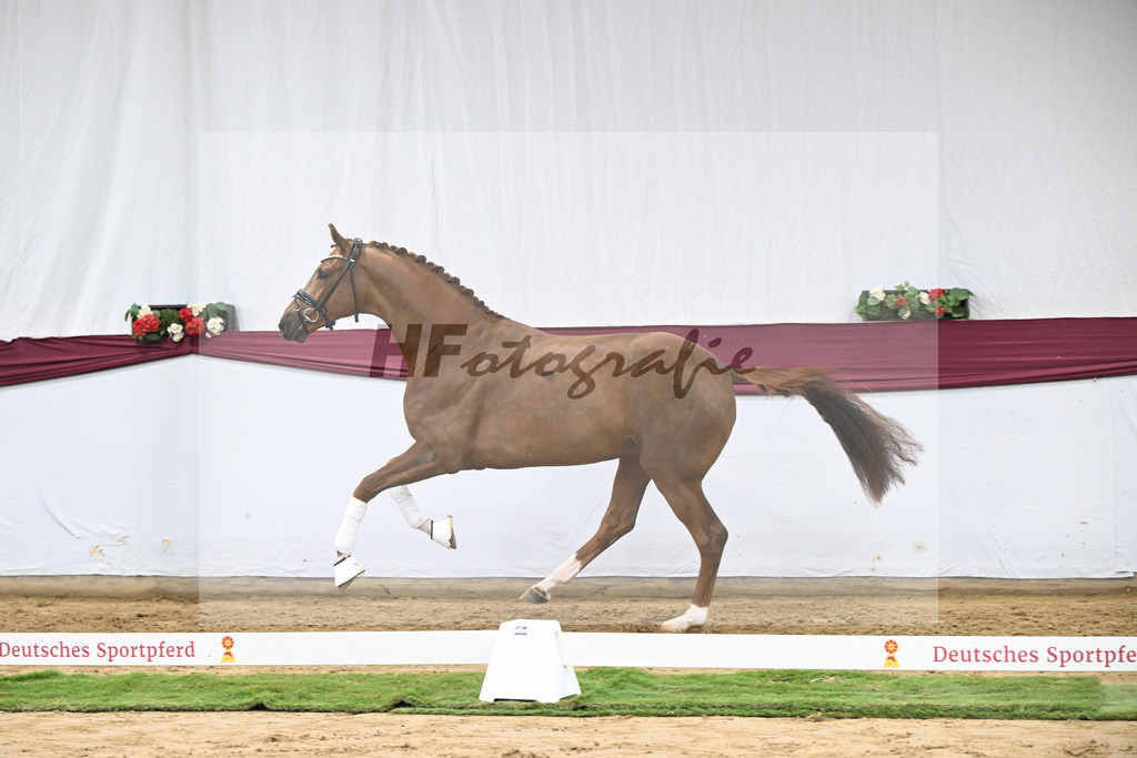 Kat-Nr. 62 Floricello x Zack_MH Pferdezucht u. -sport GmbH_47252382 | hf-fotografie - Realisiert mit Pictrs.com