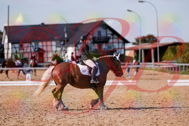 2026_10_03_Siefer-Hof_130224_Z81_56547795 | Professionelle Reitsport-, Turnier- und Eventfotografie von Robert Broda. Galerien mit ausgewählten und bearbeiteten Bildern direkt online ansehen und bestellen.