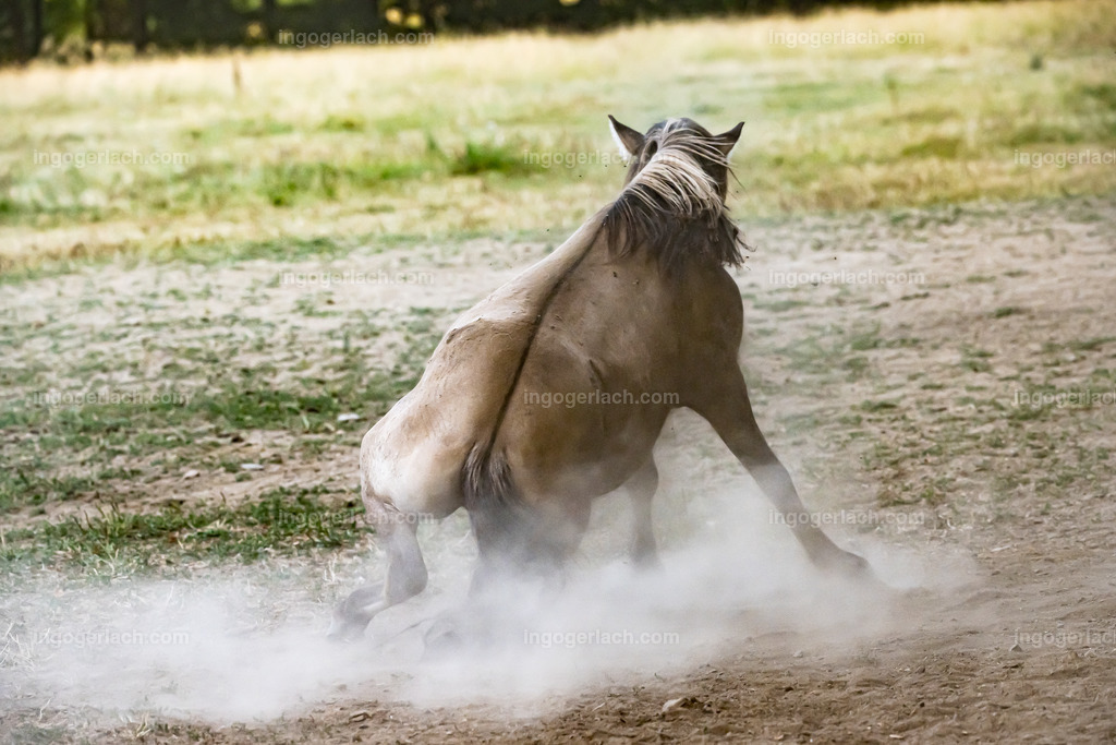 NZ9_9561 | Betzdorf(Deutschland Der deutsche Naturfotograf  Ingo Gerlach/69 aus Betzdorf in Deutschland war Anfang August 2022 auf dem Weg zu „seiner“ Herde mit Islandhengsten. Diese Herde mit rund 14 Hengsten fotografiert Gerlach bereits seit mehreren Jahren. Diesmal wollte der Naturfotograf schauen wie es den Hengsten geht. Es war der heißeste August seit Beginn der Wetteraufzeichnung. Das Thermometer zeigte an diesem Vormittag bereits 38 Grad an. Die Hitze würde sicherlich auch den Tieren zu schaffen machen. Als Gerlach an der sehr weiträumigen Weide ankam sah er schon die Staubwolken. Schnell positionierte er die Nikon Z9 mit dem Superzoom 180 bis 400mm und einschwenkbarem Konverter auf seinem Stativ. Schnell hatte er die ersten Bilder auf der Speicherkarte. Das Verhalten der Hengste war typisch für die Isländer. Sie wälzten sich im Staub um lästiges Ungeziefer los zu werden. Zudem kühlte die Staubschicht auf der Haut auch ein wenig. Obwohl reichlich Staub vorhanden war, kämpften die Hengste immer wieder um den besten und staubigsten Platz.  Dadurch das der Staub in die Höhe ging ergaben sich „herrliche Fotos. Als der Fotograf seine Bilder im Kasten hatte checkte er noch ob die Hengste auch genügend Wasser zur Verfügung hatten, Hatten sie. Ein Brunnen lieferte das lebensnotwendige Nass. 