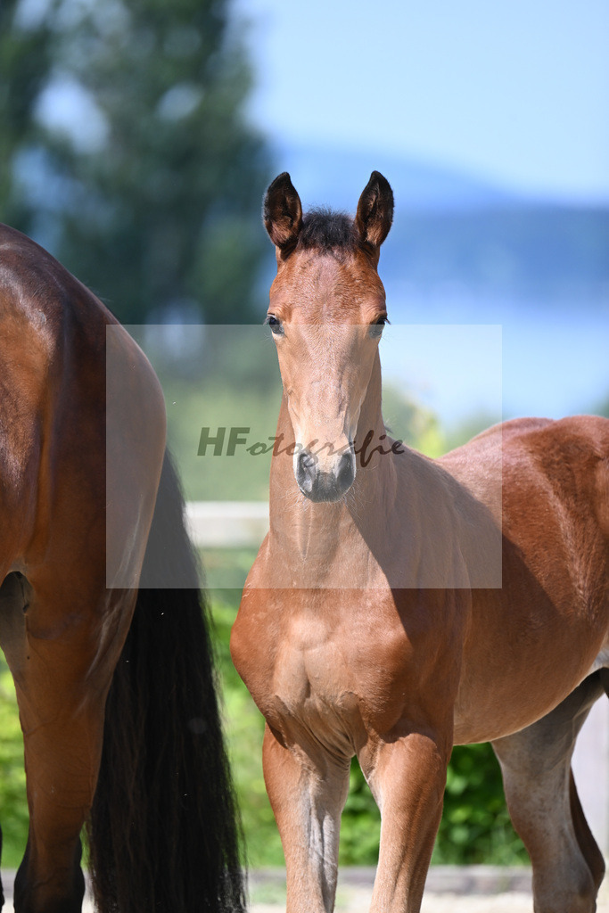 Dinken x Balou du Rouet_HF_Gossner_19240008 | hf-fotografie - Realisiert mit Pictrs.com