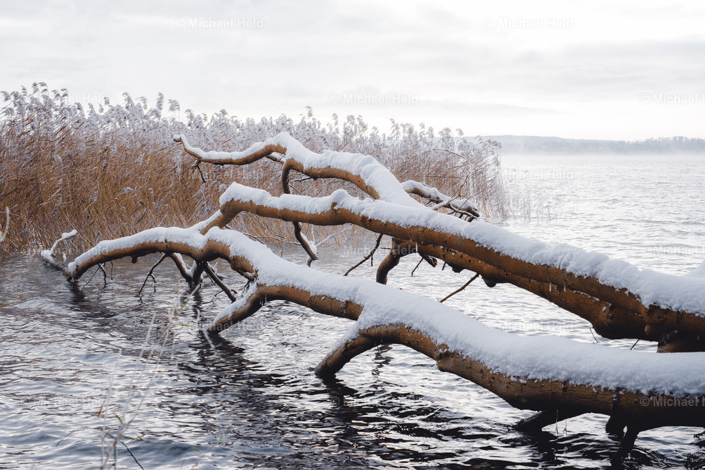 2023-12-01_Wald_Pratjau_Schnee_032 | Profi-Fotos über Schleswig-Holstein und dem ganzen Norden für Büro, Hotel, Ferienhaus, Ferienwohnung, Wohnzimmer, Arztpraxis uvm. jetzt bestellen. - Realisiert mit Pictrs.com