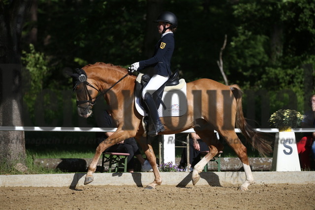 Rheinzabern_2022_Dressurpferde_Kl.A_Clara Kohoutek_Schelenburgs Mr. Sandman (10) | Alle Fotos der Reiterjournal Fotografin Doris Matthaes im Reiterjournal Online-Fotoshop. - Realizado com Pictrs.com
