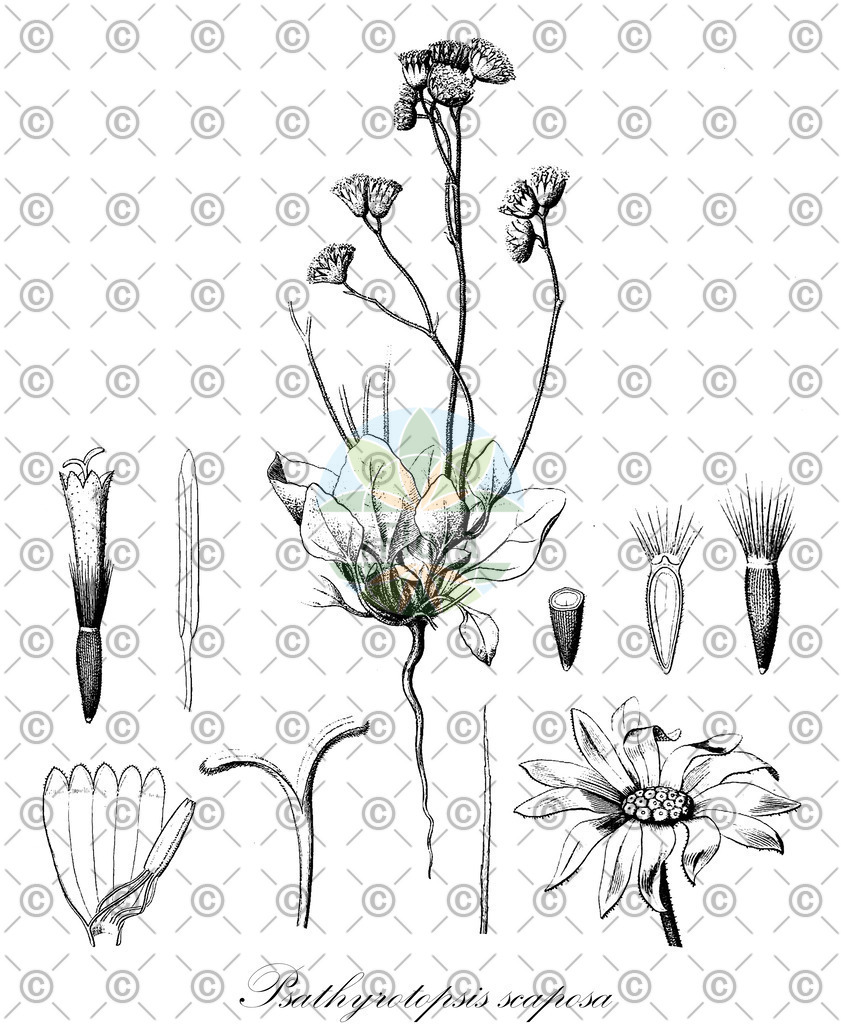 HistAbb_wfo-0000015459_1_ENZY_Simple | Historische Abbildung von Psathyrotopsis scaposa - Asteraceae | Historical Illustration of Psathyrotopsis scaposa - Asteraceae