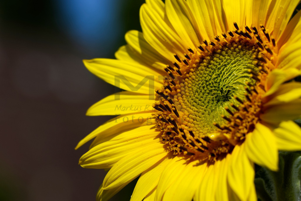 Sonnenblume | Auswahl von hochwertigen Fotos für Web, Social Media und Print. Hier können Sie auch Ihre eigenen Fotos hochladen und günstig auf die vielfältigsten Trägermaterialien drucken lassen. - Realisiert mit Pictrs.com
