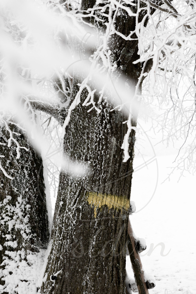  Frostiger Mostweg | Ihre Fotografin im Lungau, ihre Fotografin im Mostviertel, Wandbilder Onlineshop, Imagefotos für Ihr Unternehmen,  - Realisiert mit Pictrs.com